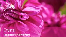  Presentation with purple flowers - Colorful theme enhanced with fresh-purple-dhalia-flowers-closeup backdrop and a purple colored foreground