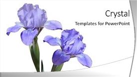  Presentation with iris - Amazing PPT theme having fresh purple iris flowers isolated backdrop and a white colored foreground