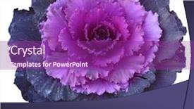  Presentation with cabbage - Slide deck having fresh purple ornamental decorative cabbage background and a  colored foreground