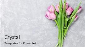  Presentation with tulip drops - Presentation consisting of fresh purple tulip flowers background and a light gray colored foreground