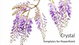  Presentation with purple flowers - Theme enhanced with fresh purple wisteria flowers isolated background and a white colored foreground