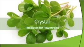  Presentation with weed - Audience pleasing slide set consisting of fresh purslane edible weeds isolated backdrop and a tawny brown colored foreground