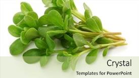  Presentation with weed - Cool new PPT theme with fresh purslane edible weeds isolated backdrop and a mint green colored foreground