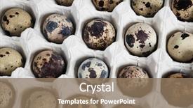  Presentation with quail - Presentation theme featuring fresh quail eggs packed background and a  colored foreground