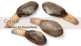  Presentation with clam shell - Amazing PPT theme having fresh-raw-alive-soft-shell backdrop and a coral colored foreground