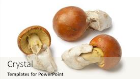  Presentation with mushrooms - PPT theme featuring fresh-raw-caesar-s-mushrooms background and a  colored foreground