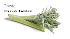  Presentation with white - Cool new presentation theme with fresh raw cardoon isolated on white background backdrop and a white colored foreground