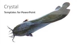  Presentation with catfish - Presentation design having fresh-raw-catfish-isolate background and a white colored foreground