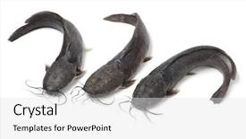  Presentation with catfish - Presentation theme having fresh raw catfish on white background and a  colored foreground