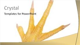  Presentation with feet - Beautiful PPT theme featuring fresh-raw-chicken-feet backdrop and a white colored foreground