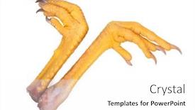  Presentation with paw - Cool new PPT theme with fresh-raw-chicken-feet backdrop and a white colored foreground