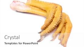  Presentation with paw - Beautiful presentation theme featuring fresh-raw-chicken-feet backdrop and a white colored foreground