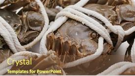  Presentation with crab - Presentation theme featuring fresh-raw-chinese-mitten-crab background and a tawny brown colored foreground