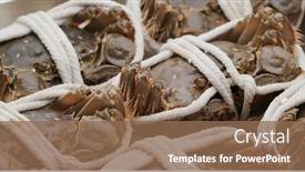  Presentation with crab - Cool new slide set with fresh-raw-chinese-mitten-crab backdrop and a violet colored foreground