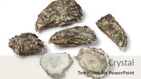  Presentation with pacific - Beautiful slide deck featuring fresh raw closed and open pacific oysters isolated on white background backdrop and a soft green colored foreground