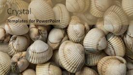  Presentation with frame - Slides enhanced with fresh raw common cockles full background and a coral colored foreground