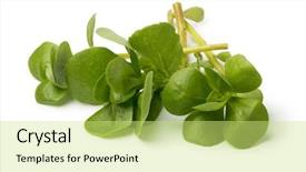  Presentation with secondary raw materials - Slide set having fresh raw common purslane twigs background and a yellow colored foreground