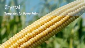  Presentation with agriculture corn - PPT theme consisting of fresh-raw-corn-over-field background and a seafoam green colored foreground