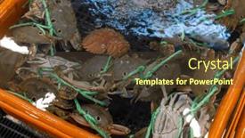  Presentation with crab - Slide set having fresh-raw-crab-selling background and a tawny brown colored foreground