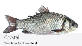  Presentation with fish river - PPT layouts featuring fresh-raw-crucian-carp-isolated background and a white colored foreground