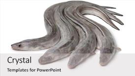  Presentation with background - Theme enhanced with fresh raw european conger eels background and a light gray colored foreground