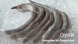  Presentation with ice - Presentation theme having fresh raw european conger eels background and a gray colored foreground