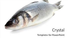  Presentation with fish scales - PPT theme consisting of fresh raw fish on white background and a white colored foreground