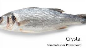  Presentation with fish - Slides featuring fresh raw fish on white background and a white colored foreground