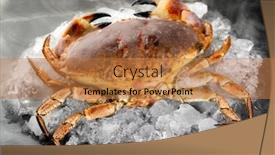  Presentation with food ice - Presentation theme consisting of fresh-raw-florida-stone-crab background and a coral colored foreground