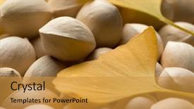  Presentation with ginkgo - Presentation theme consisting of fresh raw ginkgo biloba nuts background and a gold colored foreground