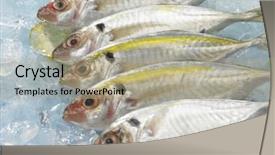  Presentation with band - Colorful slide set enhanced with fresh raw golden band scad backdrop and a mint green colored foreground