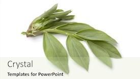  Presentation with broad - Cool new PPT layouts with fresh raw green broad bean leaves isolated on white background backdrop and a soft green colored foreground