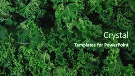  Presentation with plastic - PPT layouts having fresh raw green kale packed background and a forest green colored foreground
