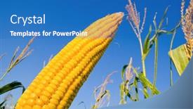  Presentation with maize - Colorful slide deck enhanced with fresh raw maize backdrop and a teal colored foreground