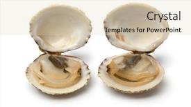  Presentation with clams - Slide set consisting of fresh raw open warty venus background and a lemonade colored foreground