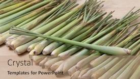  Presentation with organic - Audience pleasing slide set consisting of fresh-raw-organic-whole-lemongrass backdrop and a coral colored foreground