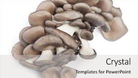  Presentation with oyster mushrooms fresh mushrooms - Beautiful presentation theme featuring fresh raw oyster mushrooms backdrop and a light gray colored foreground