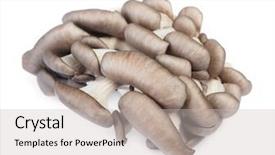  Presentation with oyster mushrooms fresh mushrooms - Presentation theme having fresh raw oyster mushrooms background and a light gray colored foreground