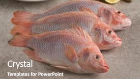  Presentation with fish - Cool new PPT theme with fresh raw red tilapia fishes backdrop and a coral colored foreground