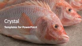  Presentation with fish - Presentation theme featuring fresh raw red tilapia fishes background and a violet colored foreground