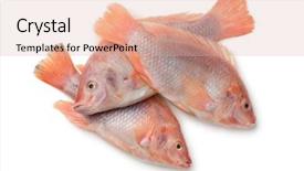  Presentation with fish - Beautiful PPT theme featuring fresh raw red tilapia fishes backdrop and a lemonade colored foreground