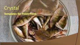  Presentation with fish river - Beautiful slides featuring fresh-raw-river-fish backdrop and a violet colored foreground