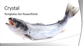  Presentation with salmon fish - Cool new PPT theme with fresh raw salmon isolated backdrop and a white colored foreground