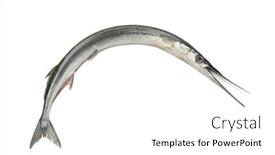  Presentation with needle - Colorful slide deck enhanced with fresh-raw-sea-needle-isolated backdrop and a white colored foreground