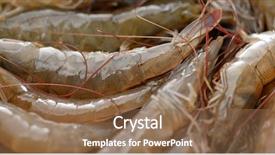  Presentation with shrimp - Presentation design consisting of fresh raw shrimp close up background and a coral colored foreground