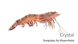  Presentation with shrimp - Amazing PPT theme having fresh-raw-shrimp-on-white backdrop and a pink colored foreground