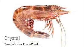  Presentation with shrimp - Slides enhanced with fresh-raw-shrimp-on-white background and a white colored foreground