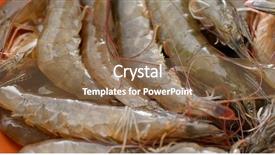  Presentation with shrimp - Presentation design enhanced with aqauculture - fresh raw shrimp background and a coral colored foreground