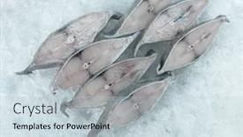  Presentation with fish - Amazing PPT layouts having fresh-raw-sliced-fish-black backdrop and a lemonade colored foreground