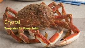 Presentation with spider - Beautiful PPT theme featuring fresh-raw-spider-crab backdrop and a tawny brown colored foreground